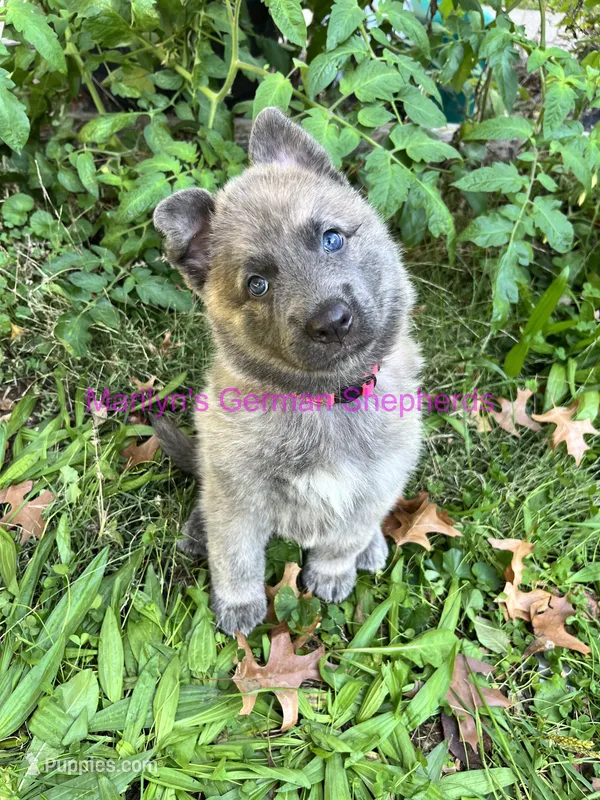 Saffron's Miss Holiday Garland – German Shepherd Dog puppy for sale in Piedmont, MO