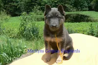 Snickerdoodle's Miss Banana Cream Latte, a female German Shepherd Dog for sale in Piedmont, MO – 4 of 6