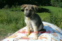 Strawberry's Mr. Fresh Fall Morning, a male German Shepherd Dog for sale in Piedmont, MO – 4 of 6