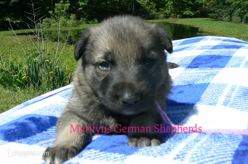 Lakeside Morning's Miss Oceanside Lavender – German Shepherd Dog puppy for sale in Piedmont, MO