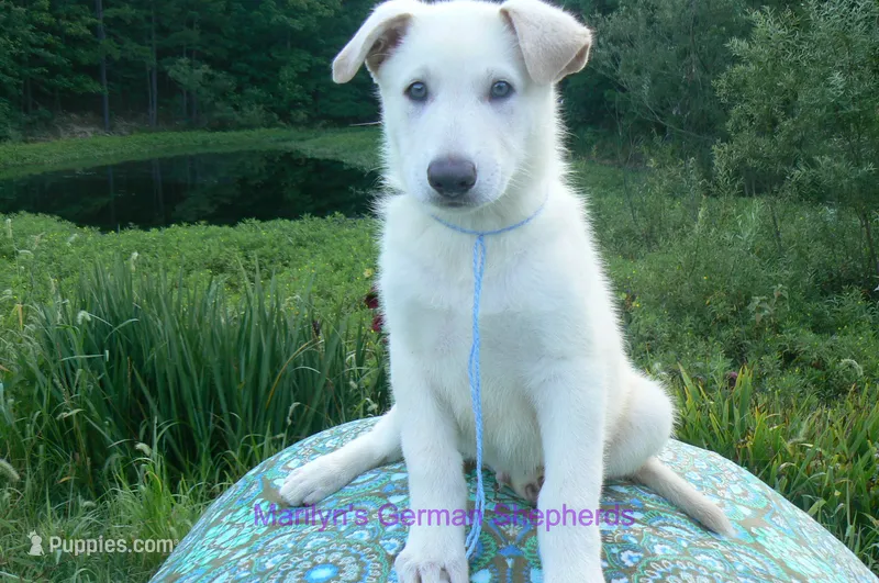 Ice Princess's Mr. Hibiscus Waterfalls – German Shepherd Dog puppy for sale in Piedmont, MO