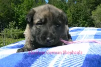 Lakeside Morning's Miss Coastal Cottage, a female German Shepherd Dog for sale in Piedmont, MO – 3 of 6