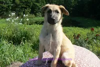 Lakeside Morning's Miss Sugar Cone Crunch, a female German Shepherd Dog for sale in Piedmont, MO – 2 of 6