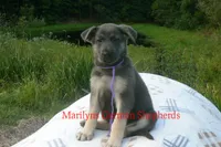 Sapphire's Miss Wilderness Trail, a female German Shepherd Dog for sale in Piedmont, MO – 6 of 6