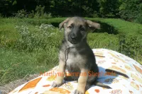 Enchantress's Mr. Mountain Lodge, a male German Shepherd Dog for sale in Piedmont, MO – 2 of 6