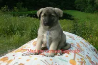 Strawberry's Mr. Sweather Weather, a male German Shepherd Dog for sale in Piedmont, MO – 2 of 6