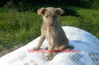 Sapphire's Miss Amber Vanilla, a female German Shepherd Dog for sale in Piedmont, MO – 6 of 6