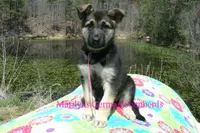 Midnight Illusions Miss Pink Pineapple Sunrise, a female German Shepherd Dog for sale in Piedmont, MO – Photo 2 of 7