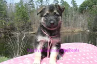 Midnight Illusions Miss Pink Pineapple Sunrise, a female German Shepherd Dog for sale in Piedmont, MO – Photo 5 of 6