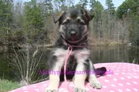 Midnight Illusions Miss Pink Pineapple Sunrise, a female German Shepherd Dog for sale in Piedmont, MO – Photo 2 of 6