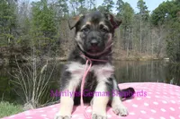 Midnight Illusions Miss Pink Pineapple Sunrise, a female German Shepherd Dog for sale in Piedmont, MO – Photo 4 of 6