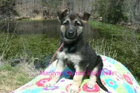 Midnight Illusions Miss Pink Pineapple Sunrise, a female German Shepherd Dog for sale in Piedmont, MO – Photo 3 of 7