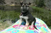 Midnight Illusions Miss Pink Pineapple Sunrise, a female German Shepherd Dog for sale in Piedmont, MO – Photo 4 of 7