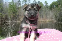 Midnight Illusions Miss Pink Pineapple Sunrise, a female German Shepherd Dog for sale in Piedmont, MO – Photo 6 of 6