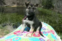 Midnight Illusions Miss Pink Pineapple Sunrise, a female German Shepherd Dog for sale in Piedmont, MO – Photo 5 of 7