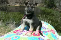 Midnight Illusions Miss Pink Pineapple Sunrise, a female German Shepherd Dog for sale in Piedmont, MO – Photo 7 of 7
