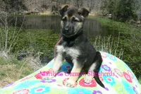 Midnight Illusions Miss Pink Pineapple Sunrise, a female German Shepherd Dog for sale in Piedmont, MO – Photo 6 of 7