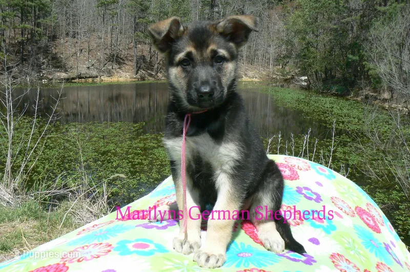 Midnight Illusions Miss Pink Pineapple Sunrise – German Shepherd Dog puppy for sale in Piedmont, MO