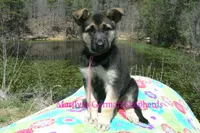 Midnight Illusions Miss Pink Pineapple Sunrise, a female German Shepherd Dog for sale in Piedmont, MO – Photo 1 of 7