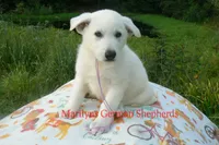 Strawberry's Miss Lavender Dusk, a female German Shepherd Dog for sale in Piedmont, MO – 6 of 6