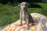 Sapphire's Miss Amber Vanilla, a female German Shepherd Dog for sale in Piedmont, MO – 3 of 6