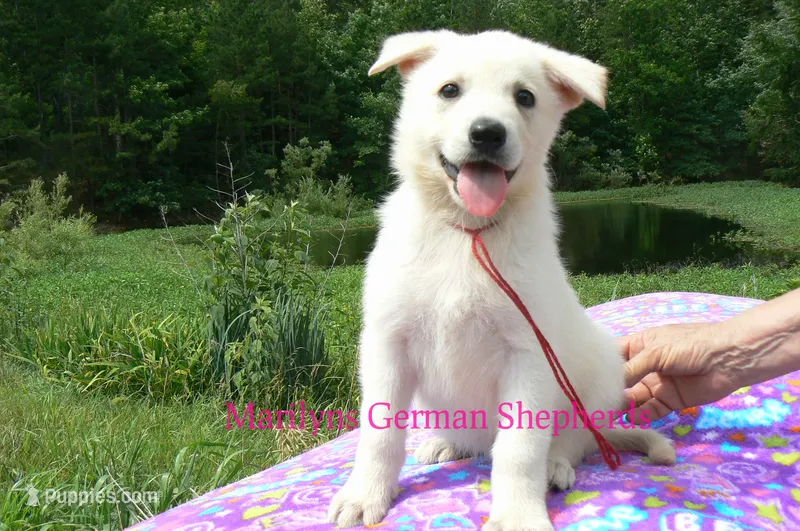 Lakeside Morning's Miss Raspberries & Whipped Vanilla – German Shepherd Dog puppy for sale in Piedmont, MO