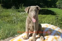 Sapphire's Mr. Midnight Marshmallow, a male German Shepherd Dog for sale in Piedmont, MO – 4 of 6