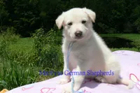 Ice Princess's Mr. Hibiscus Waterfalls, a male German Shepherd Dog for sale in Piedmont, MO – 4 of 4