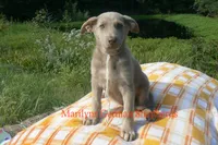 Sapphire's Miss Amber Vanilla, a female German Shepherd Dog for sale in Piedmont, MO – 6 of 6