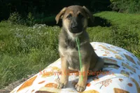 Enchantress's Mr. Honey Crisp Apple, a male German Shepherd Dog for sale in Piedmont, MO – 2 of 6