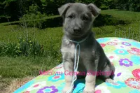 Foxy's Mr. Saltwater Breeze, a male German Shepherd Dog for sale in Piedmont, MO – 2 of 6