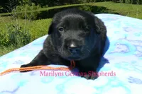 Snickerdoodle's Mr. Orange Ginger, a male German Shepherd Dog for sale in Piedmont, MO – 3 of 5