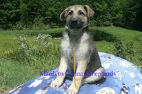 Strawberry's Mr. Fresh Fall Morning, a male German Shepherd Dog for sale in Piedmont, MO – 5 of 6