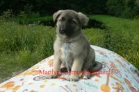 Strawberry's Mr. Sweather Weather, a male German Shepherd Dog for sale in Piedmont, MO – 3 of 6