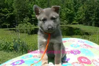 Foxy's Mr. Tangerine Coast, a male German Shepherd Dog for sale in Piedmont, MO – 2 of 6