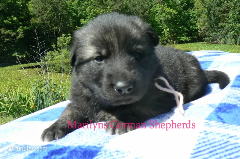 Lakeside Morning's Miss Peach Blossom and Nectar – German Shepherd Dog puppy for sale in Piedmont, MO