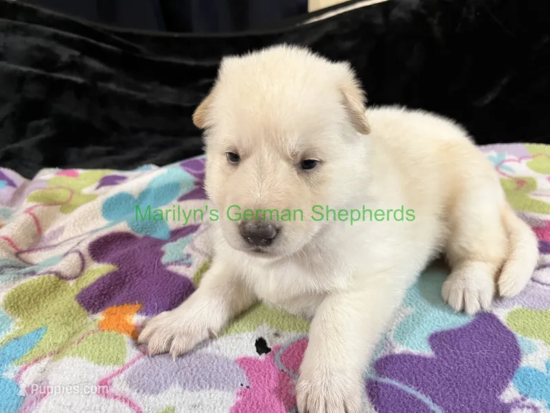 Saffron's Miss Winter Wonderland – German Shepherd Dog puppy for sale in Piedmont, MO