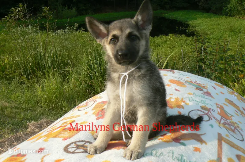 Strawberry's Miss White Pumpkin – German Shepherd Dog puppy for sale in Piedmont, MO