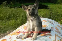 Strawberry's Miss White Pumpkin, a female German Shepherd Dog for sale in Piedmont, MO – 1 of 7