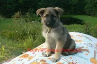 Strawberry's Miss Salted Butterscotch, a female German Shepherd Dog for sale in Piedmont, MO – 2 of 6
