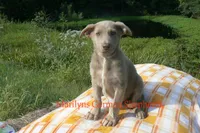 Sapphire's Miss Amber Vanilla, a female German Shepherd Dog for sale in Piedmont, MO – 2 of 6