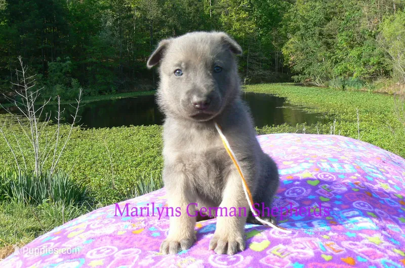 Foxy's Mr. Campfire Marshmallows – German Shepherd Dog puppy for sale in Piedmont, MO