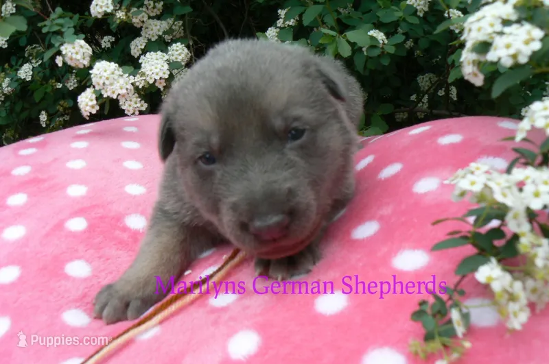 Foxy's Mr. Campfire Marshmallows – German Shepherd Dog puppy for sale in Piedmont, MO