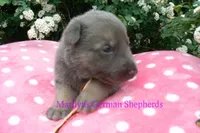 Foxy's Mr. Campfire Marshmallows, a male German Shepherd Dog for sale in Piedmont, MO – Photo 6 of 6