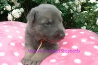 Foxy's Mr. Campfire Marshmallows, a male German Shepherd Dog for sale in Piedmont, MO – Photo 5 of 6