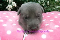 Foxy's Mr. Campfire Marshmallows, a male German Shepherd Dog for sale in Piedmont, MO – Photo 3 of 6