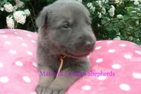 Foxy's Mr. Campfire Marshmallows, a male German Shepherd Dog for sale in Piedmont, MO – Photo 4 of 6