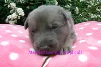 Foxy's Mr. Campfire Marshmallows, a male German Shepherd Dog for sale in Piedmont, MO – Photo 2 of 6