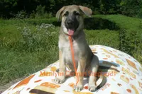 Enchantress's Miss Cinnamon Pumpkin, a female German Shepherd Dog for sale in Piedmont, MO – 6 of 6