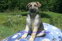 Strawberry's Mr. Fresh Fall Morning, a male German Shepherd Dog for sale in Piedmont, MO – 4 of 6